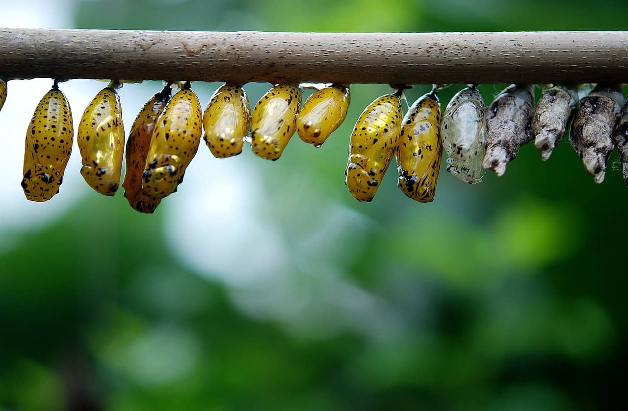 Caterpillar & Cocoon Displays