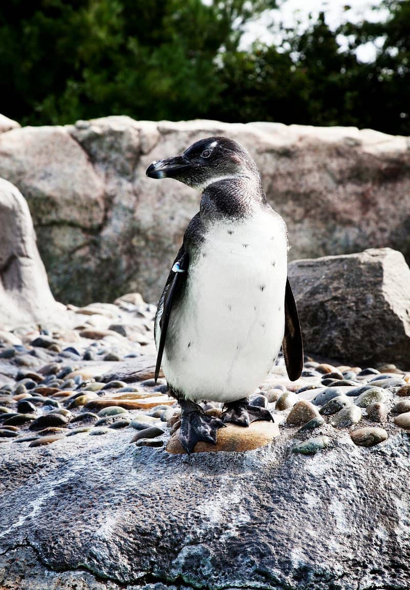 Penguin Playhouse