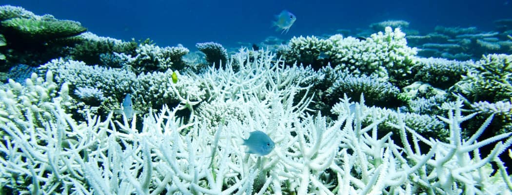 Vibrant Coral Gardens