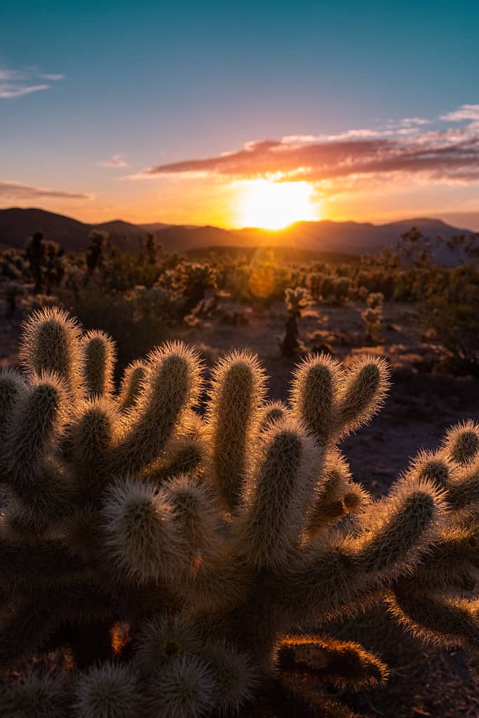Cholla Cactus Garden