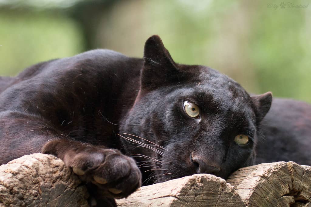 Majestic Big Cats