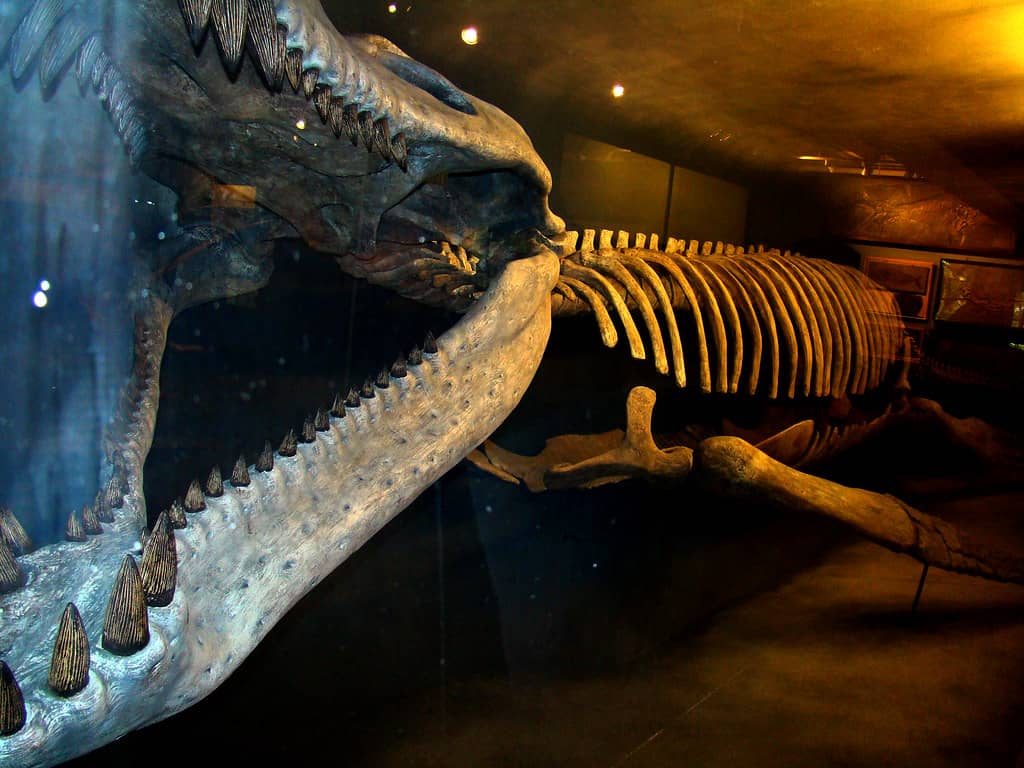 Dinosaur Skeletons