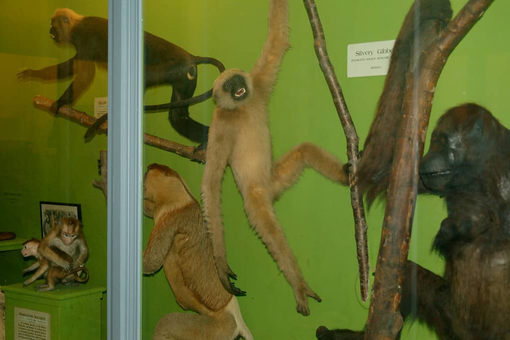 Taxidermied Animal Hall