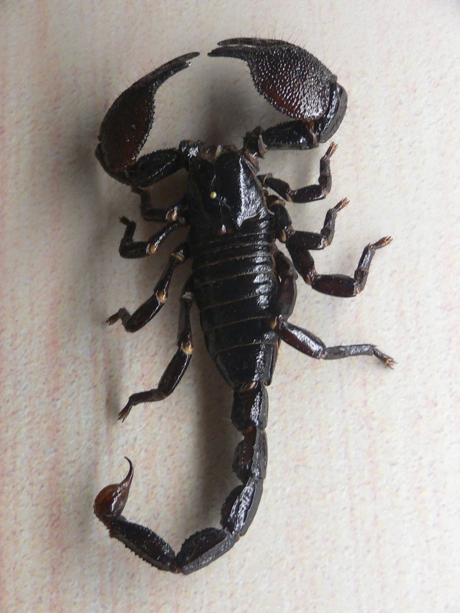 Emperor Scorpion