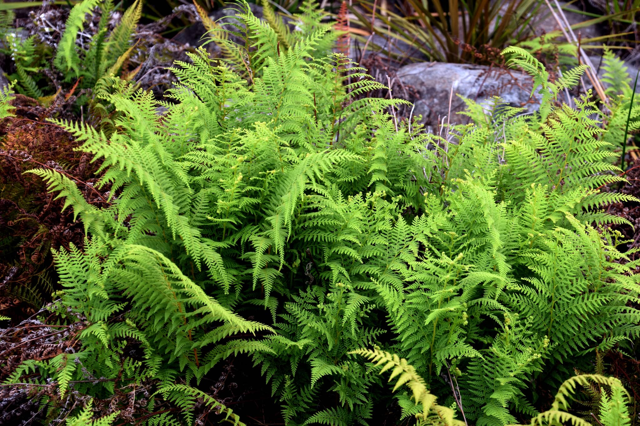 Native New Zealand Bush