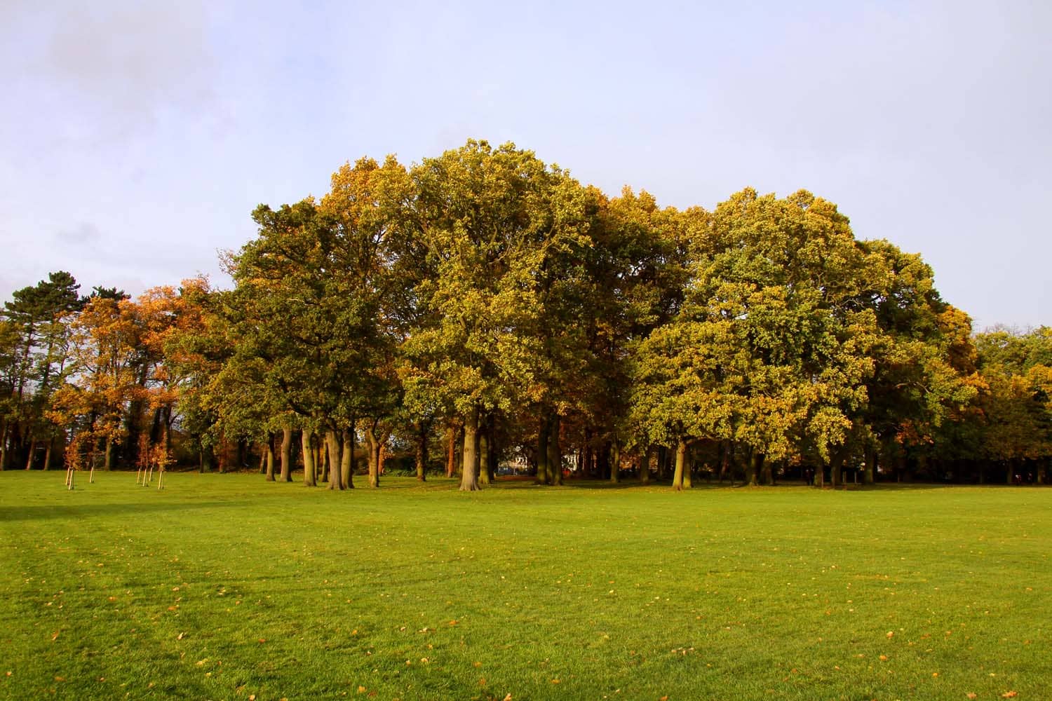 Lush Greenery