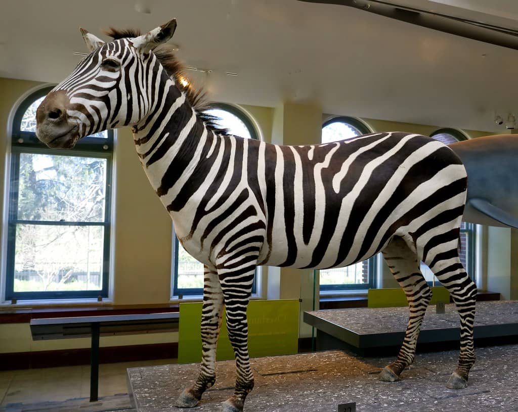 Zoological Displays