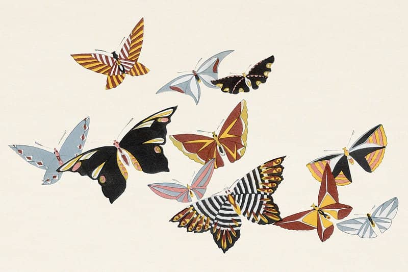Insect and Egg Displays