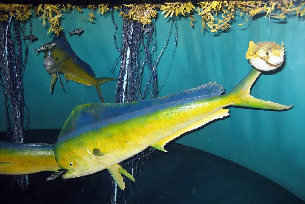 Aquatic Life Showcase
