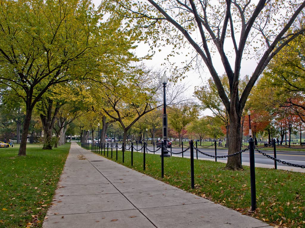 Tree-Lined Streets