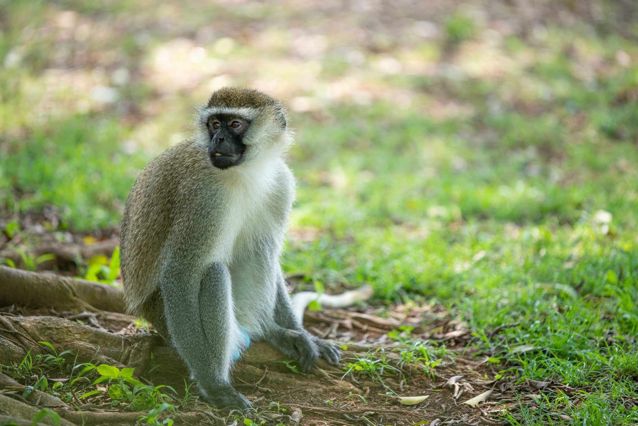 Wildlife Encounters