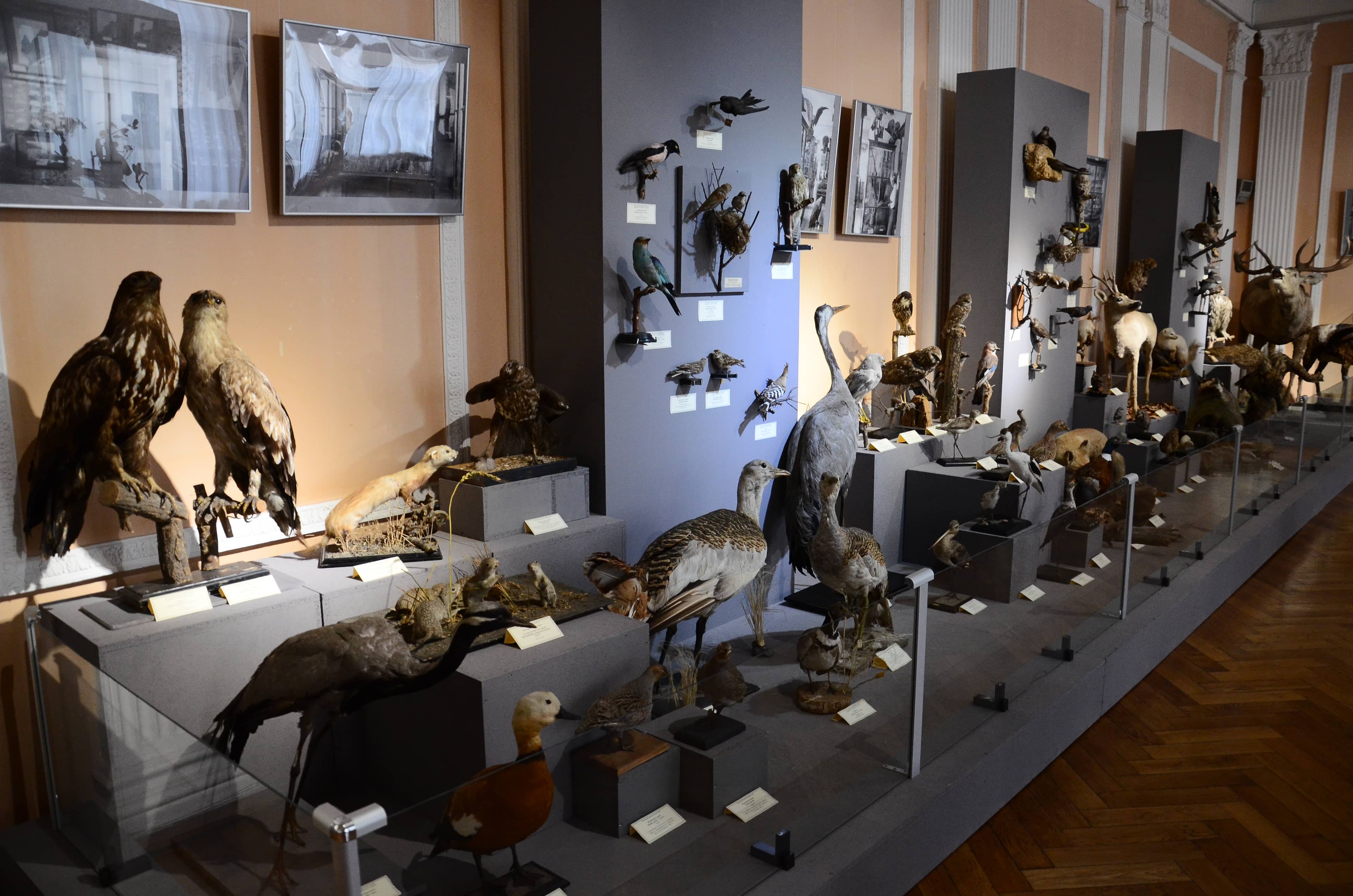Zoological Museum