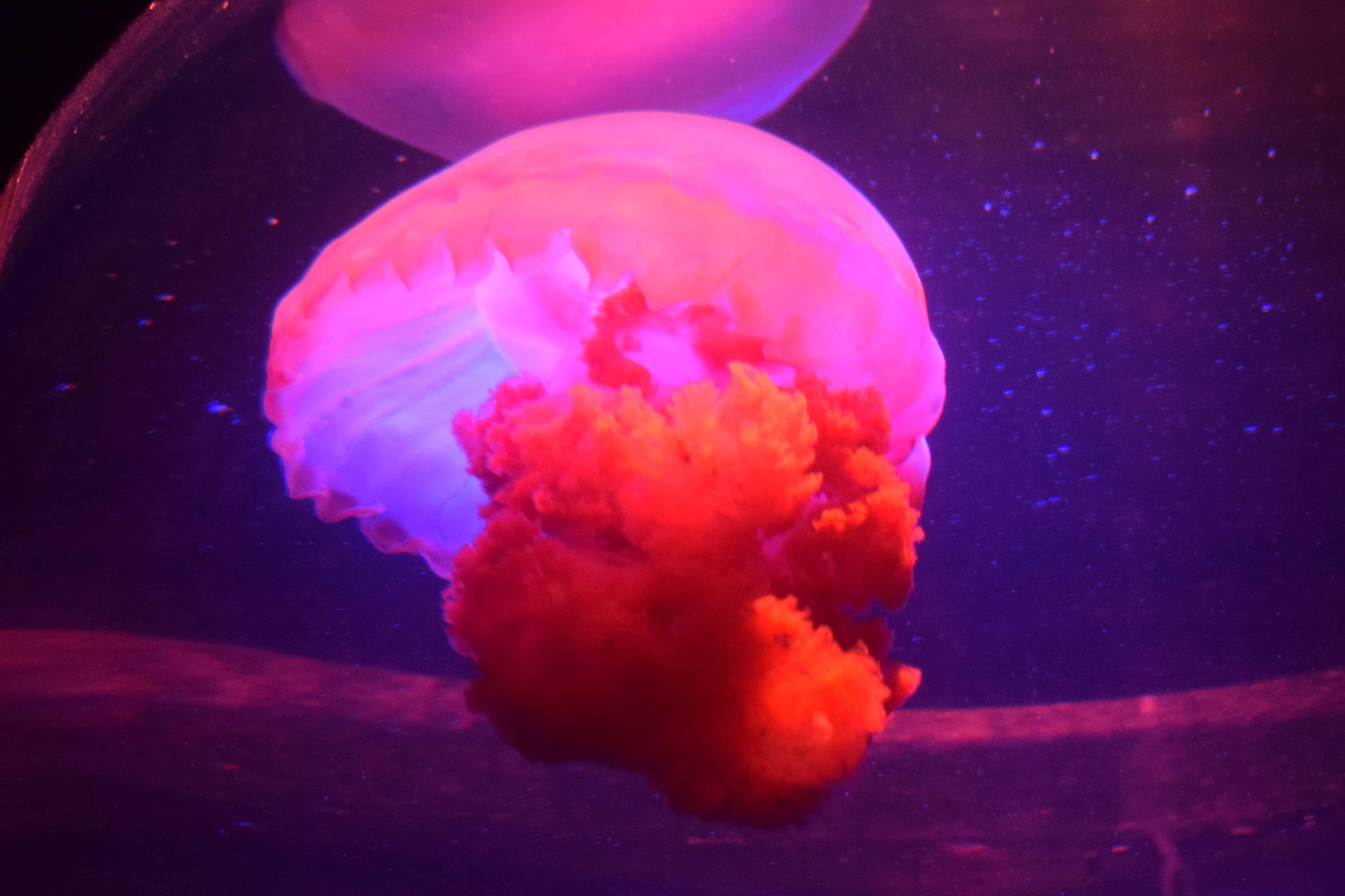 Jellyfish Display