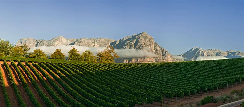 Stellenbosch/Franschhoek Wine Region