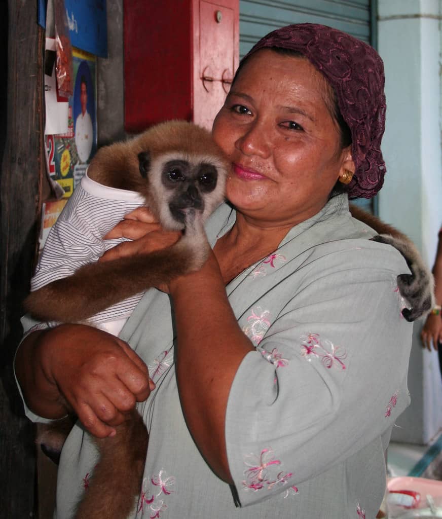 Gibbon Release Program