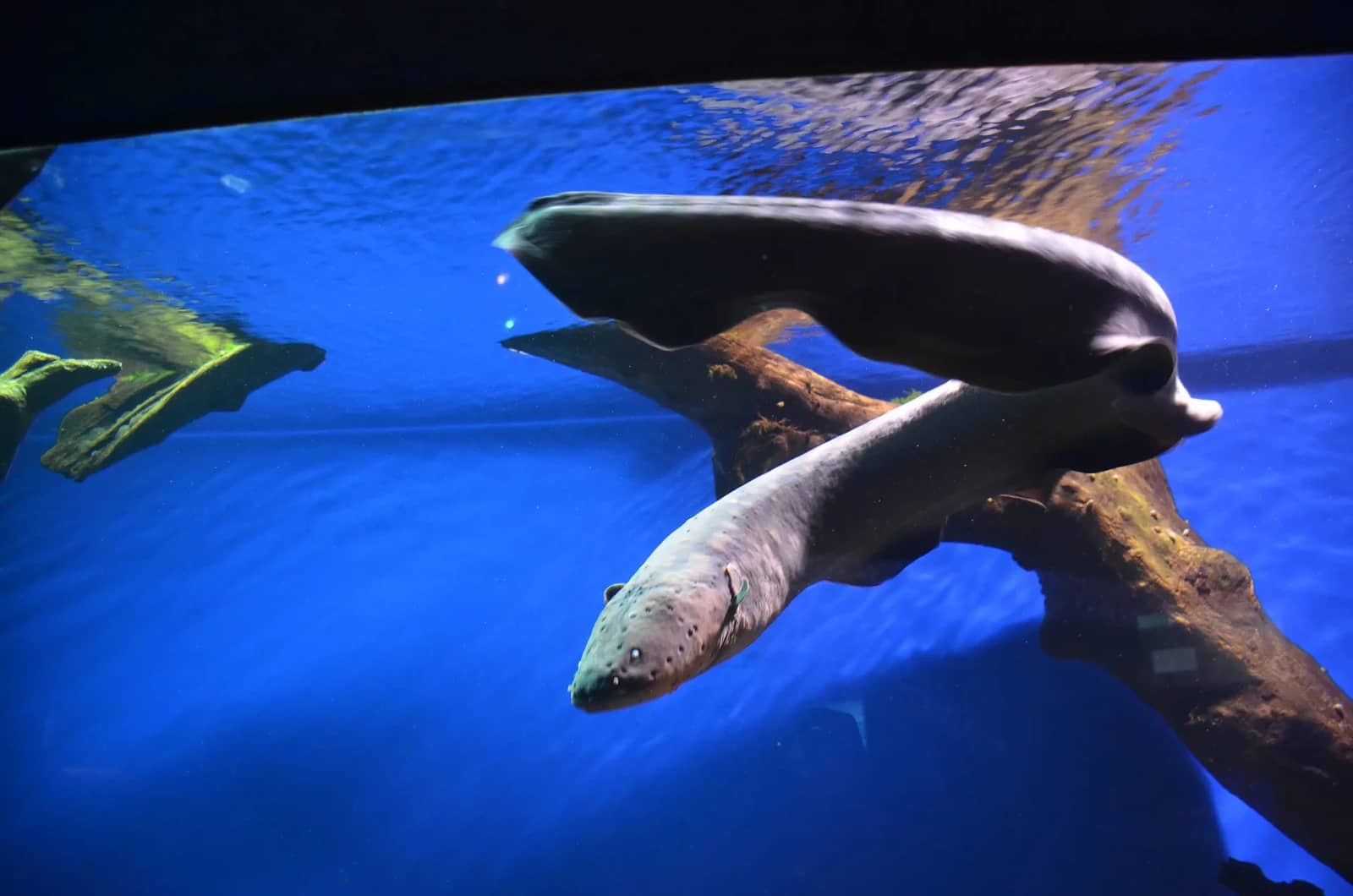 Electric Eel Feeding