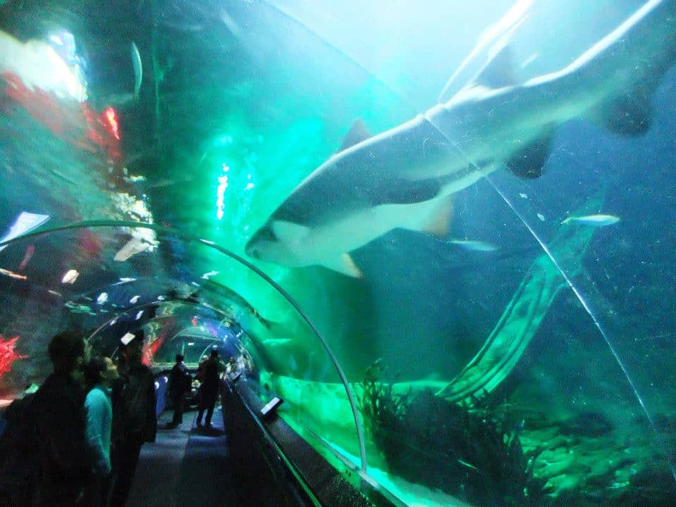 Shark Encounter