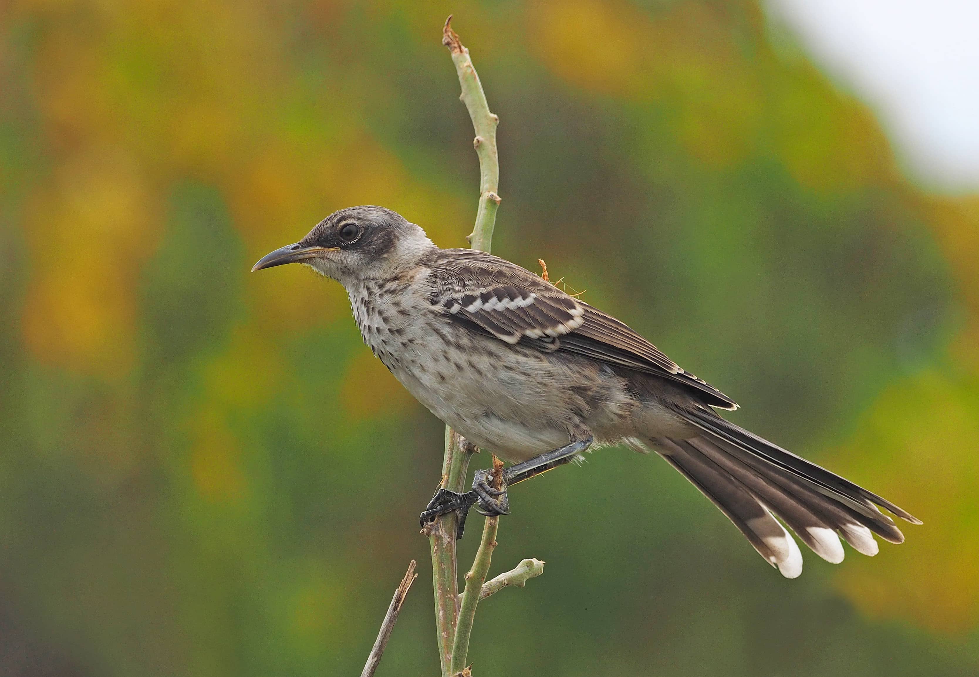 Isabela Island's Natural Beauty