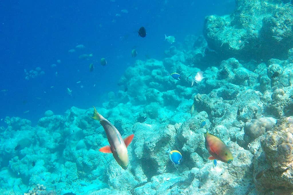 Underwater Wonders