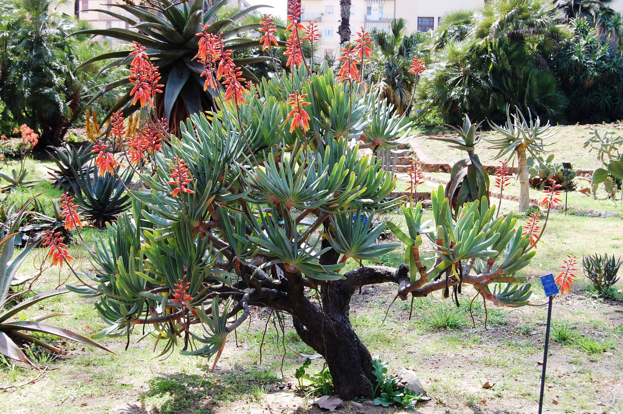 Mediterranean Flora Collection