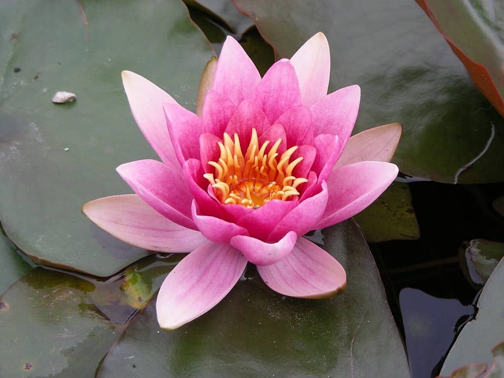 Lotus Pond Serenity