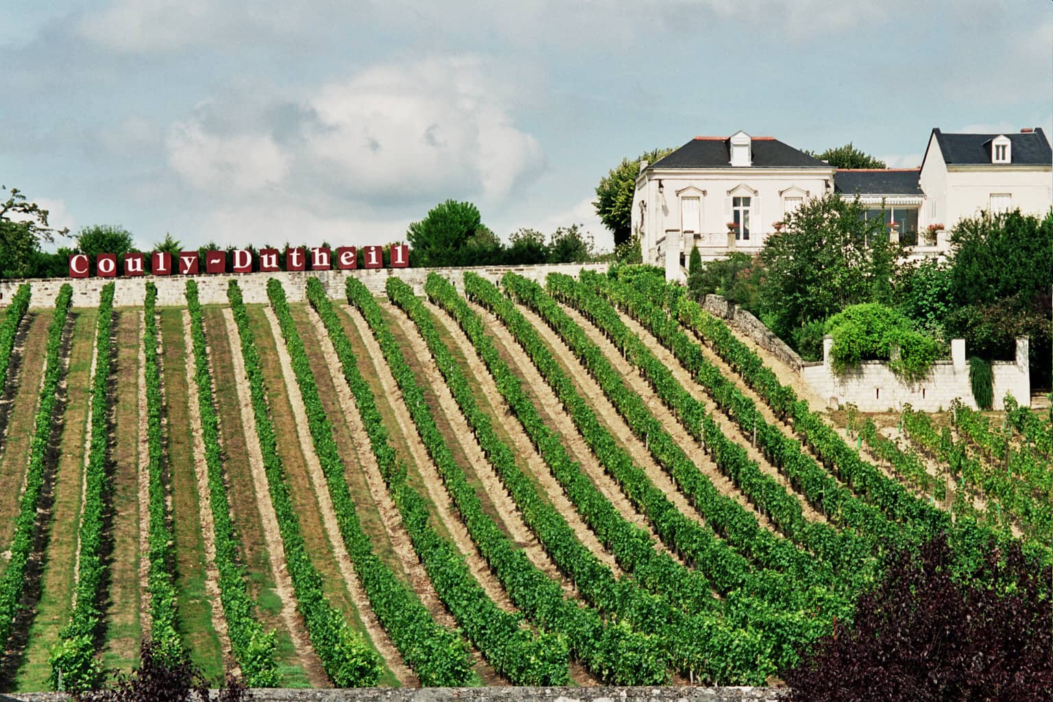 Local Vineyards & Wine Tasting