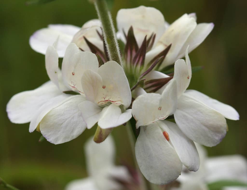 Wildflower Displays