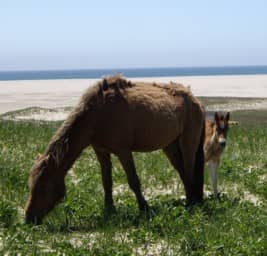 Sandy River Beaches