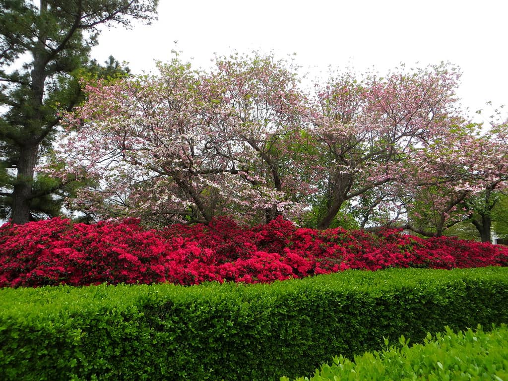 Seasonal Blooms