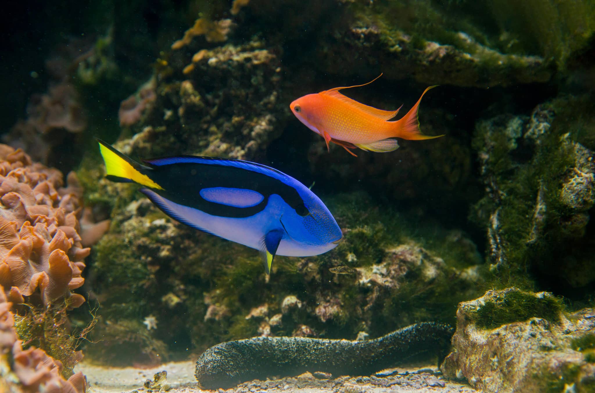 Tropical Species Displays
