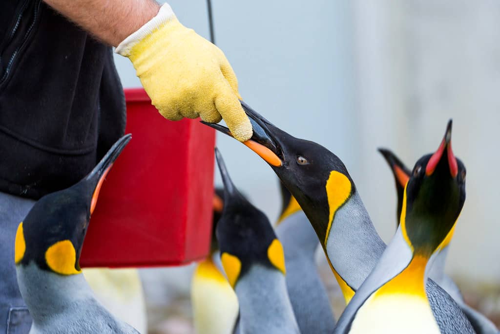 Penguin Feeding Frenzy