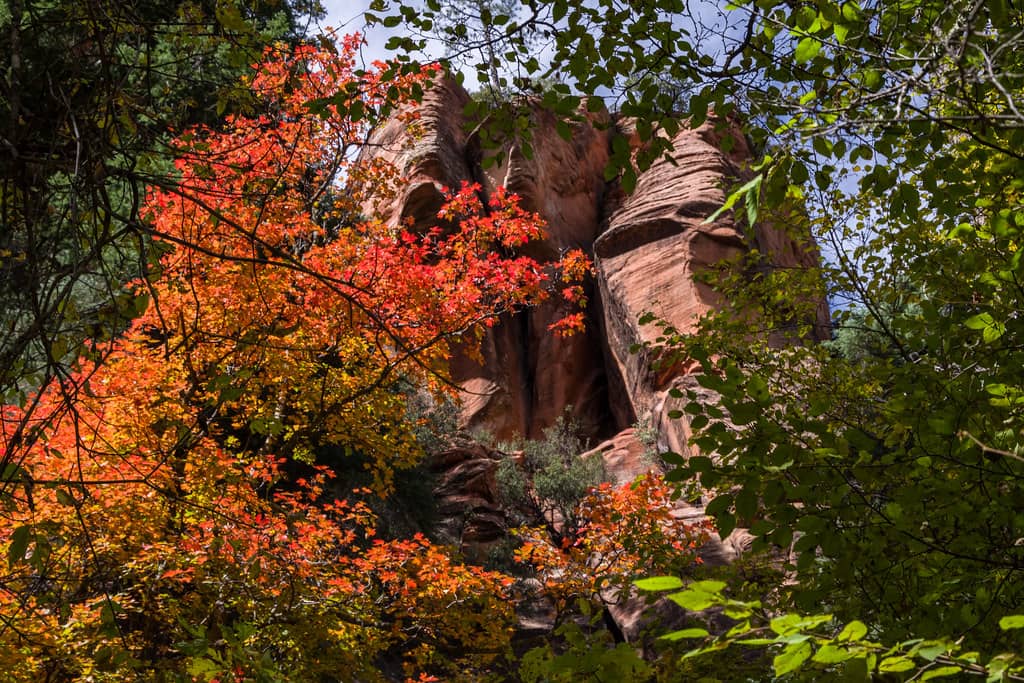 Vibrant Fall Foliage
