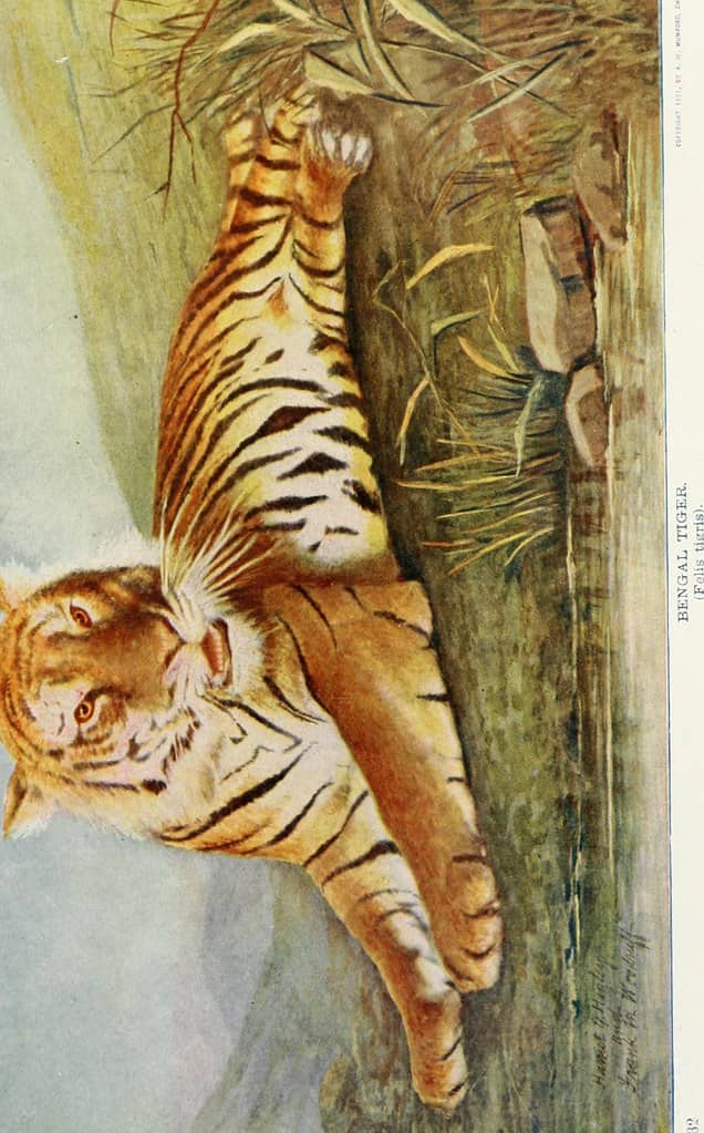 Tiger Walk
