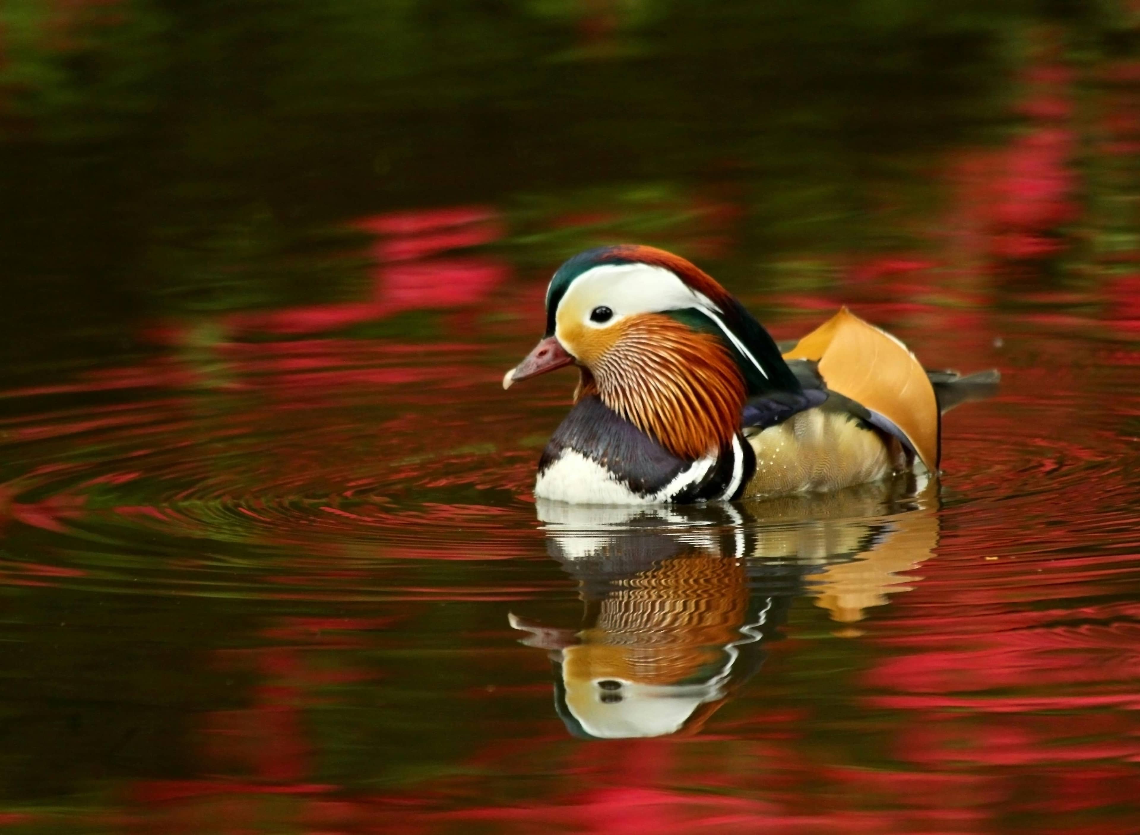 Mandarin Ducks