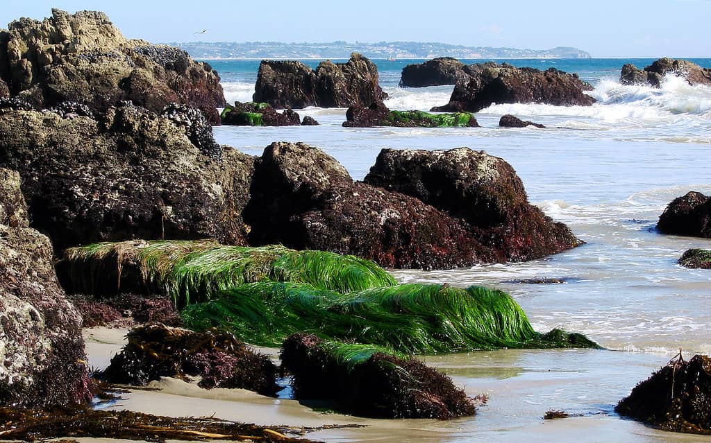 Tide Pools