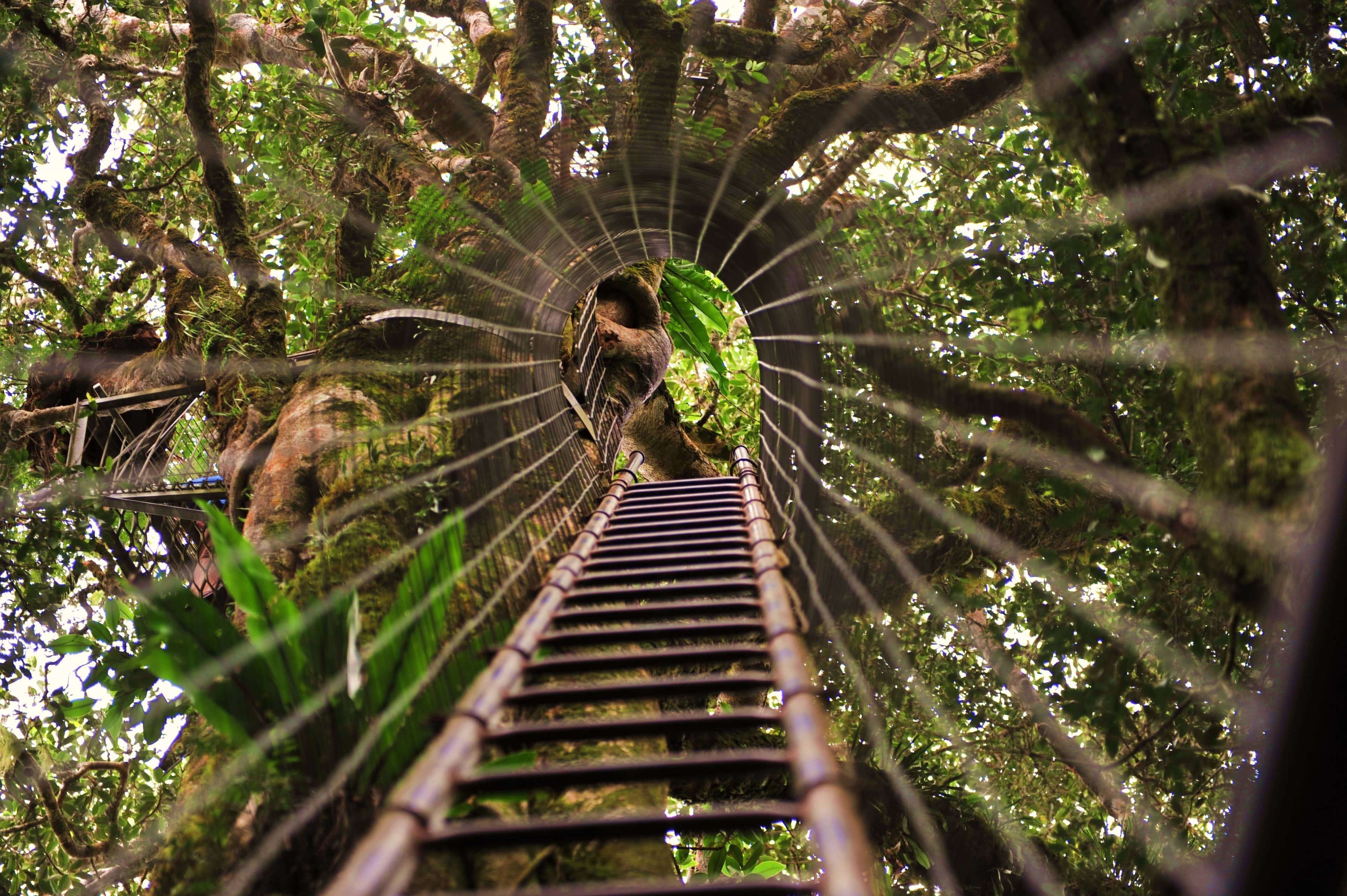 Rainforest Walking Trails