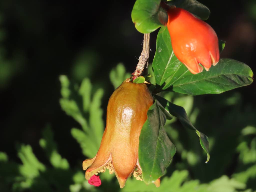 Heritage Fruit Trees
