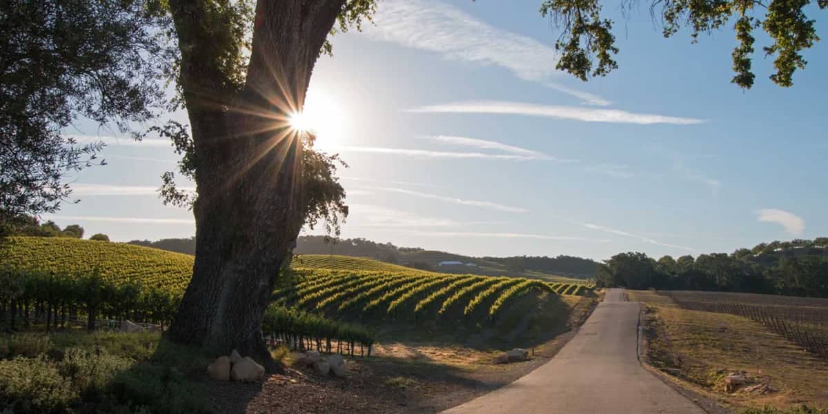 Wine Tasting in Santa Ynez Valley