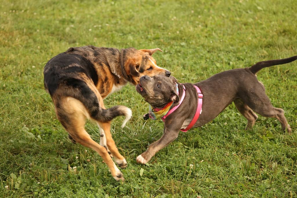 Off-Leash Dog Park