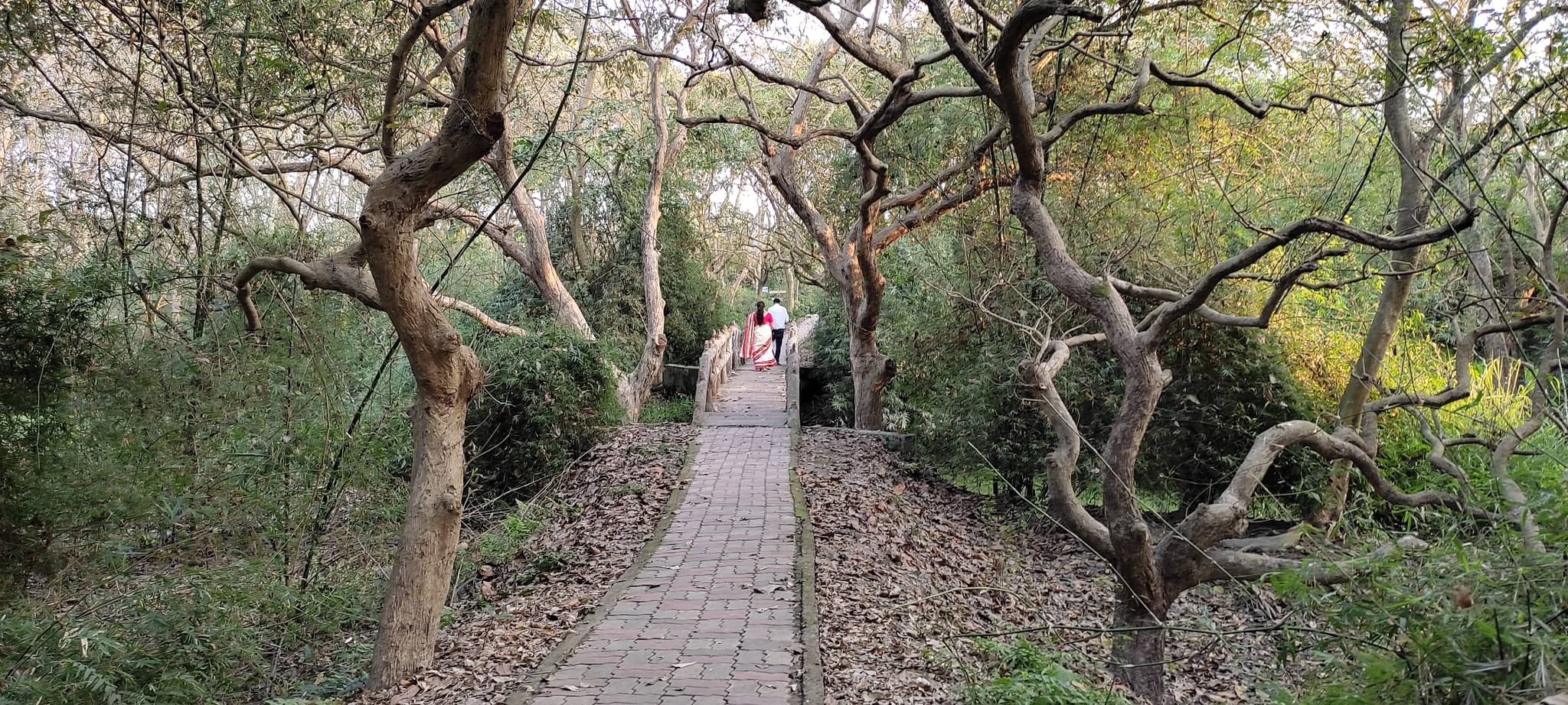 Forest Trails