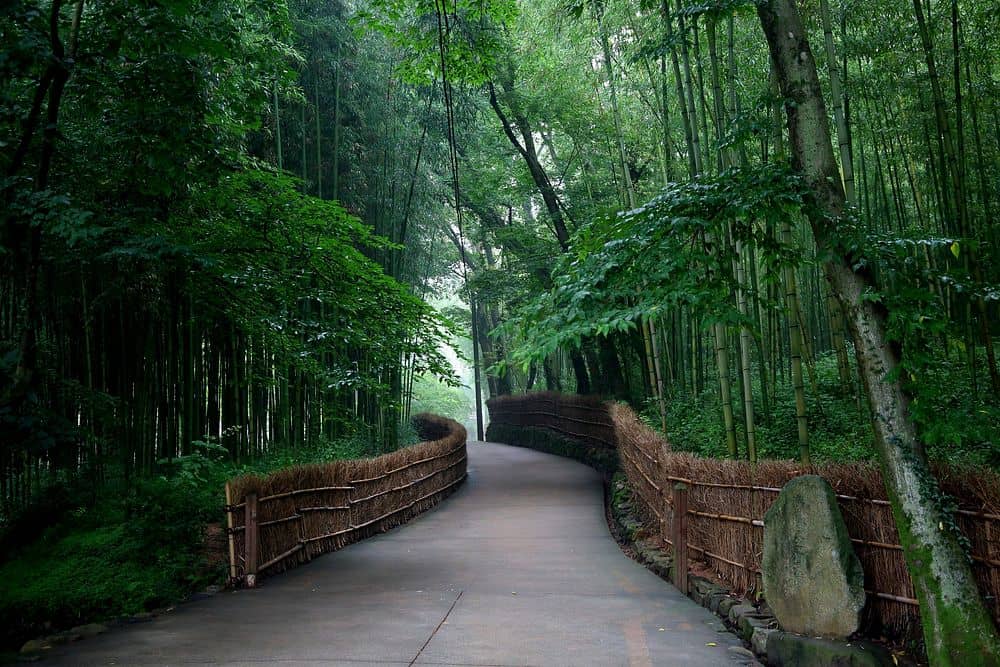 Serene Garden Paths