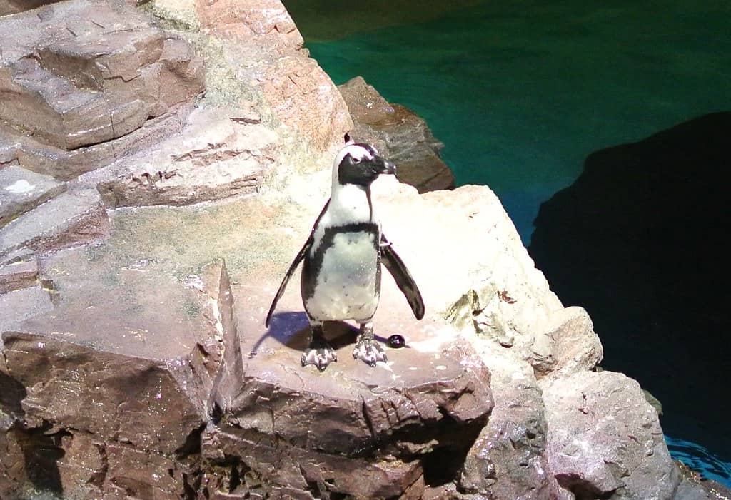 Penguin Exhibit