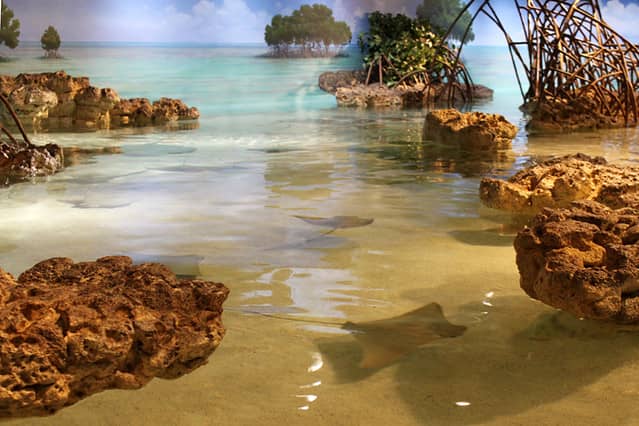 Shark and Ray Touch Tank