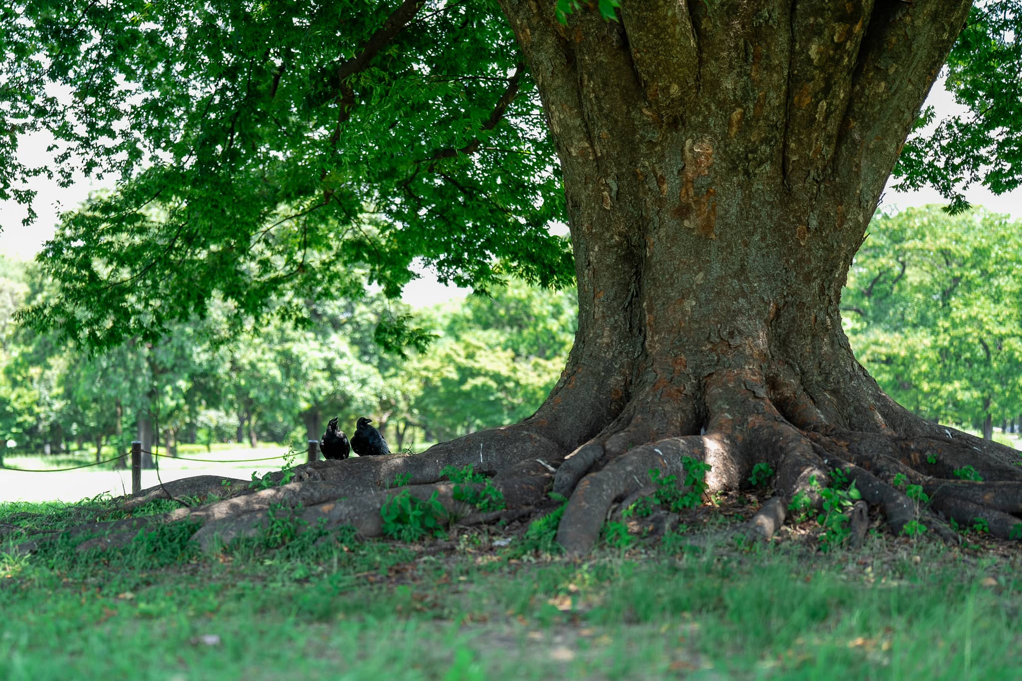 Majestic Trees