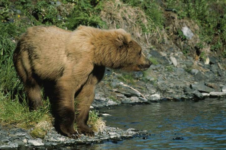 Bear Sightings