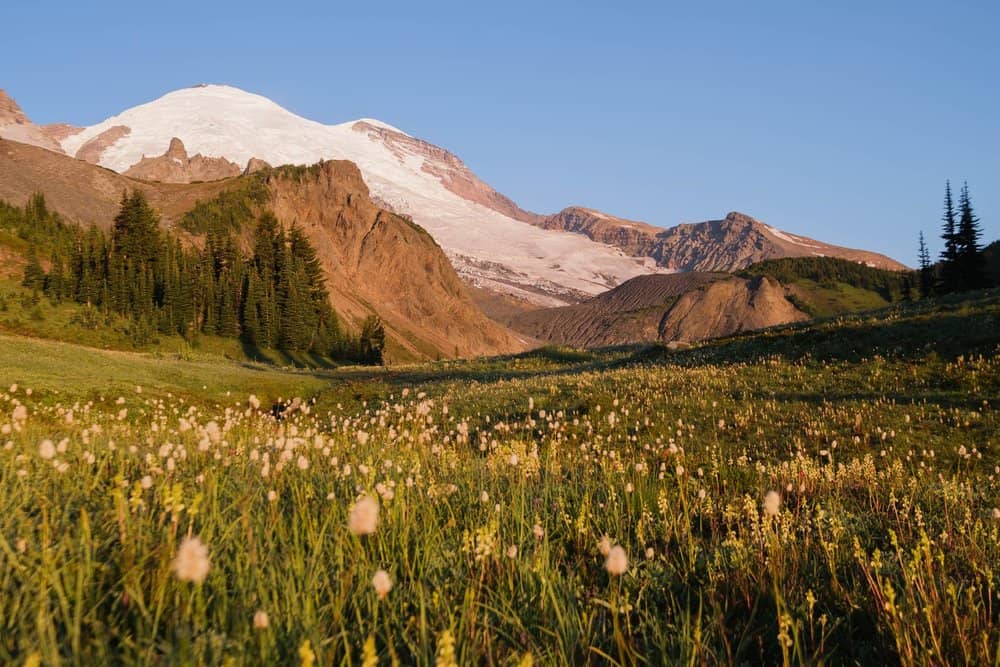 Meadow Views & Wildlife