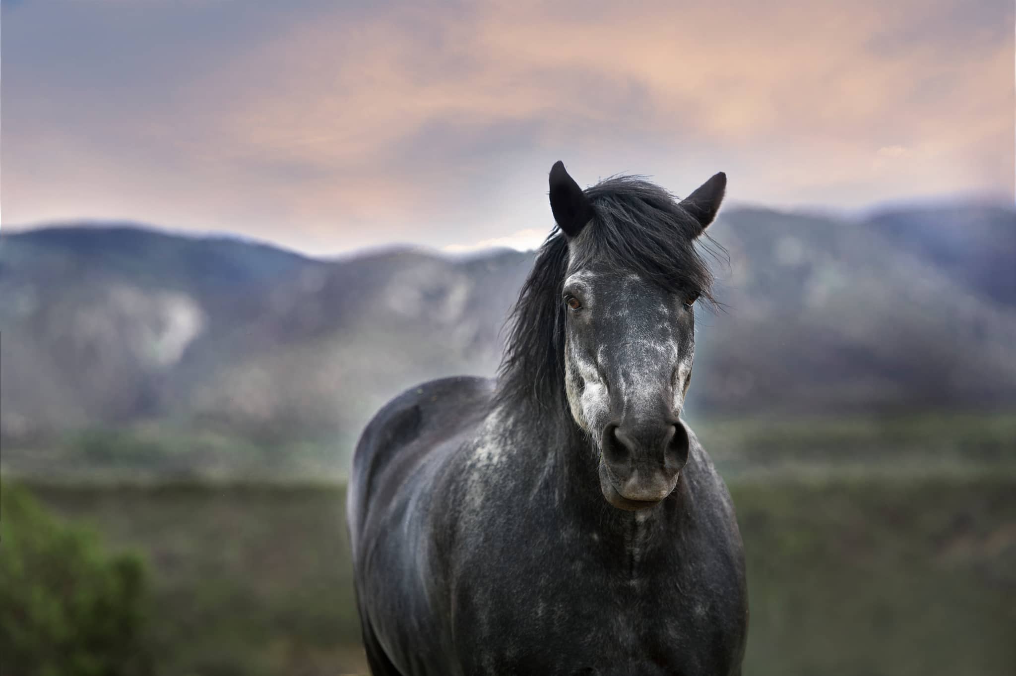 Equestrian Lifestyle