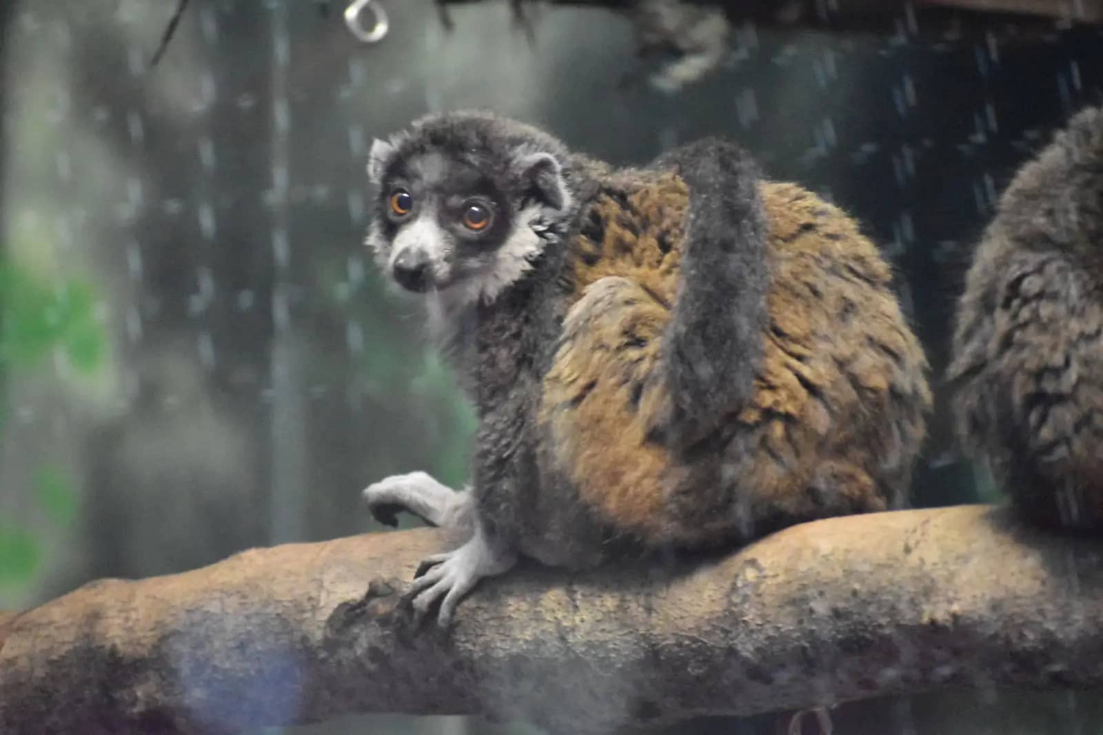 Lemur Island