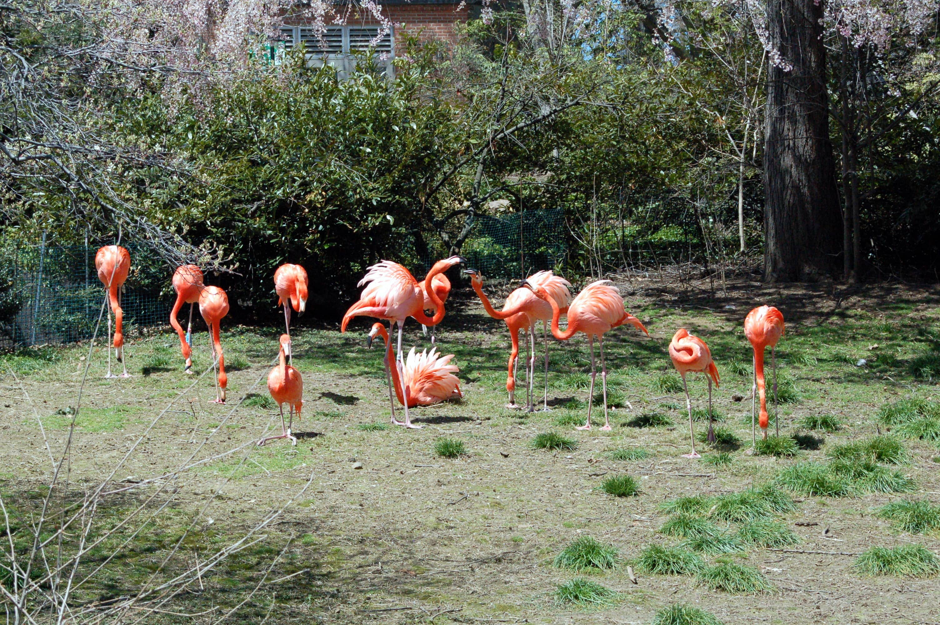 Flamingo Exhibit