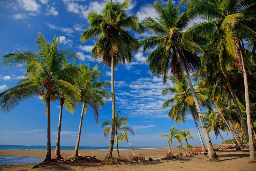 Serene Coconut Groves